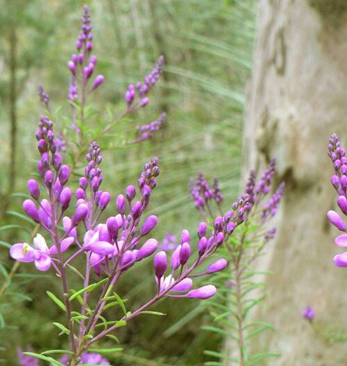 Conospermum longifolium — Friends of Lane Cove NP