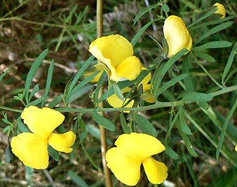 Conospermum longifolium — Friends of Lane Cove NP