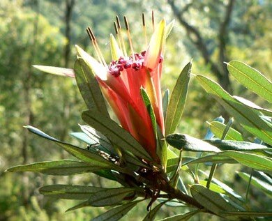 Conospermum longifolium — Friends of Lane Cove NP