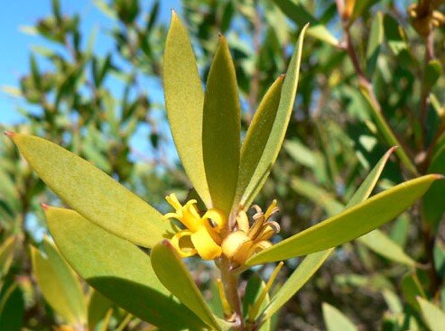 Conospermum longifolium — Friends of Lane Cove NP