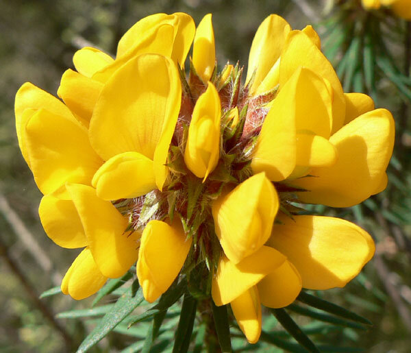 Conospermum longifolium — Friends of Lane Cove NP