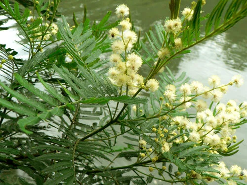 Acacia parramattensis
