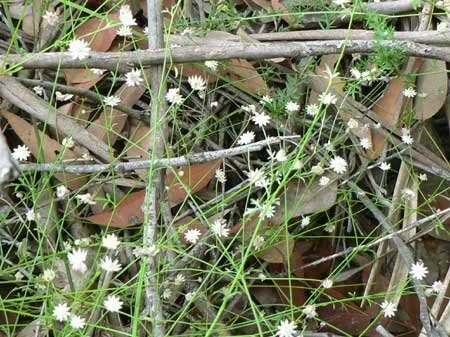 Actinotus minor