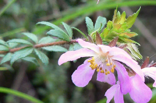 Bauera rubioides