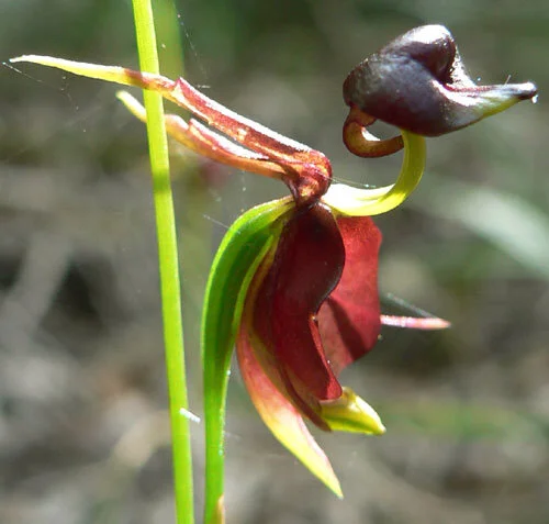 Caleana major 