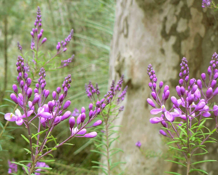 Comesperma ericum