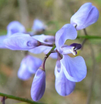 Comesperma volubile