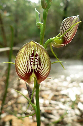 Crypyostylis erecta
