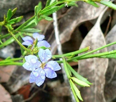 Dampiera stricta