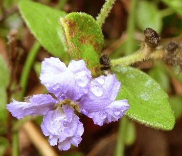 Damperia purpurea