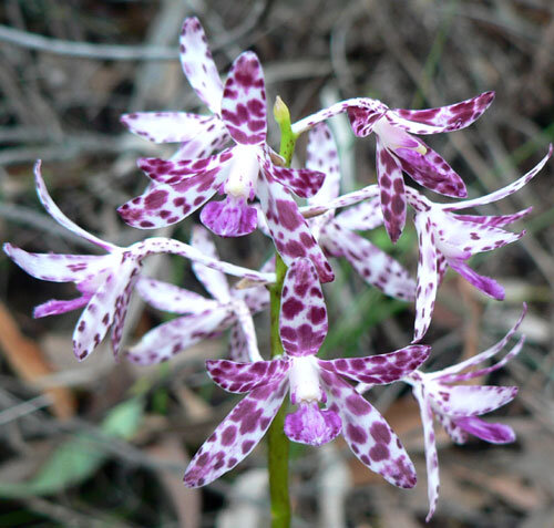 Dipodium variegatum