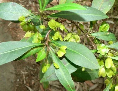 Dodonaea triquetra