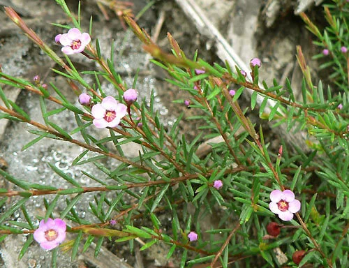Euromyrtus ramosissima