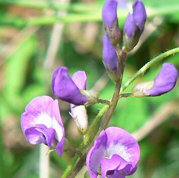 Glycine clandestina