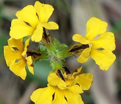 Goodenia belidfloria 