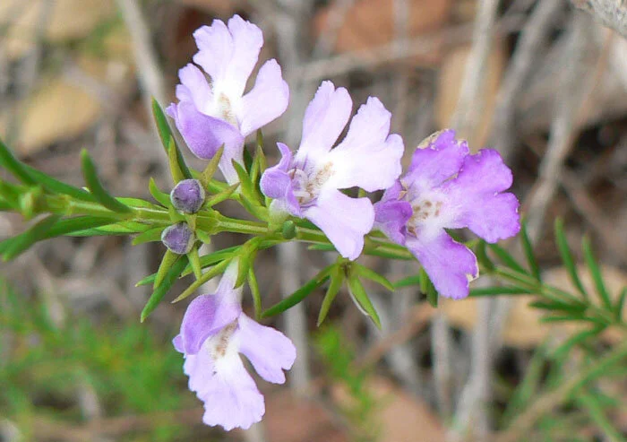 Hemigenia purpurea