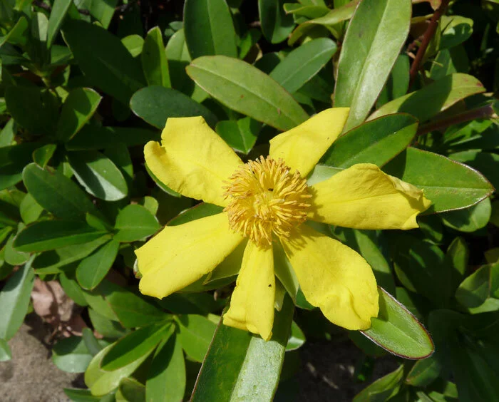 Hibbertia scandens 