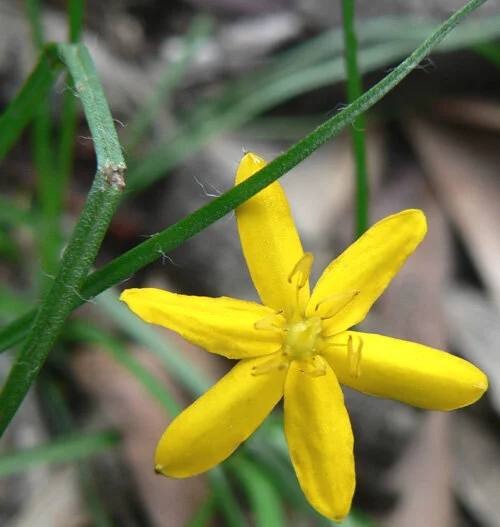 Hypoxis hygrometrica