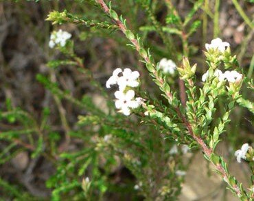Leucopogon_microphyllus_564 (2).jpg