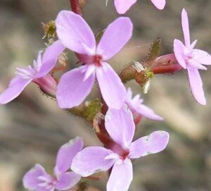 Stylidium graminifolium