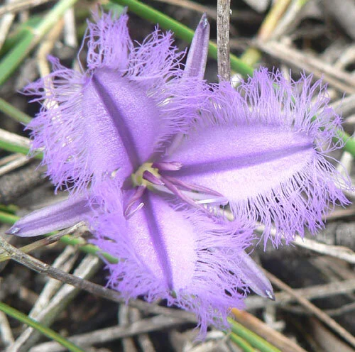 Thysanotus tuberosus