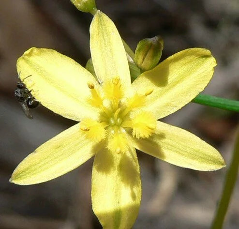 Tricoryne simplex