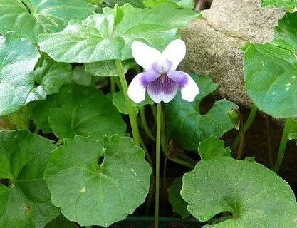 Viola hederacea