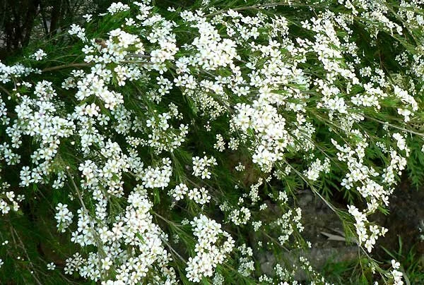 Baeckea linifolia 