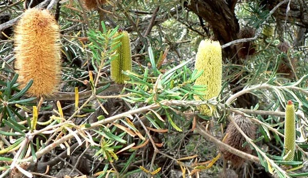 Banksia marginata
