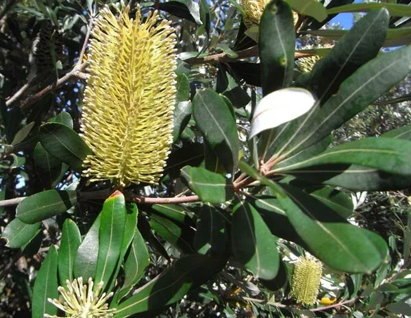 Banksia integrifolia