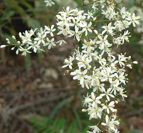 Bursaria spinosa