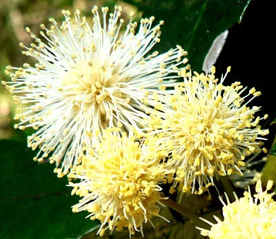 Callicoma serratifolia