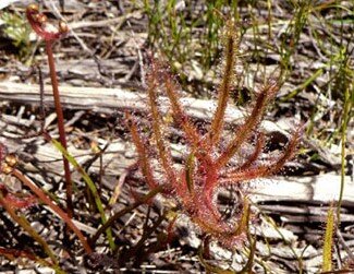 Drosera binata 