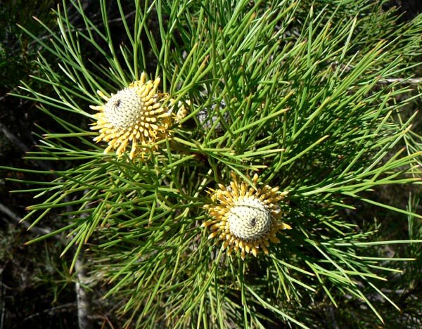 Isopogon anethifolius