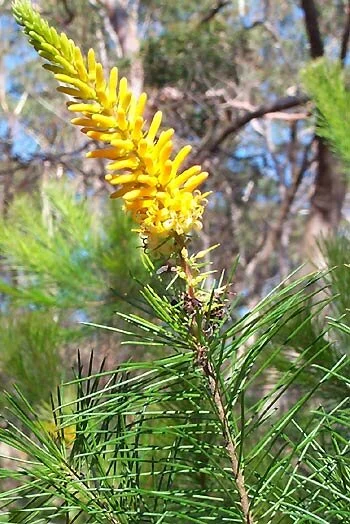 Persoonia pinifolia