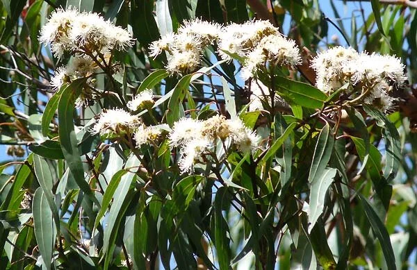 Angophora costata — Friends of Lane Cove NP