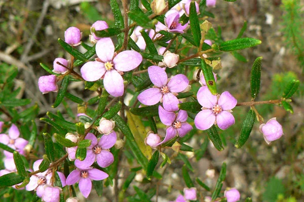 Boronia_ledifolia_055.jpg