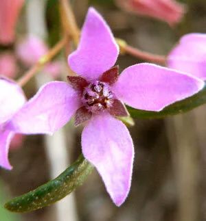 Boronia_ledifolia.jpg