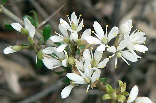 Bursaria_spinosa_03071.jpg