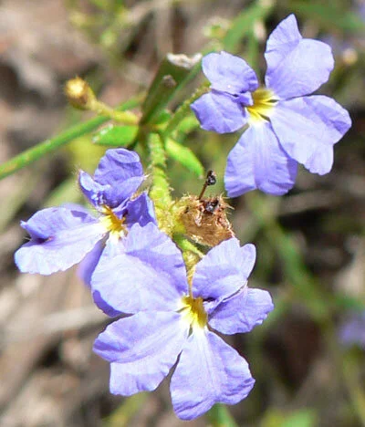 Dampiera_stricta_20.jpg