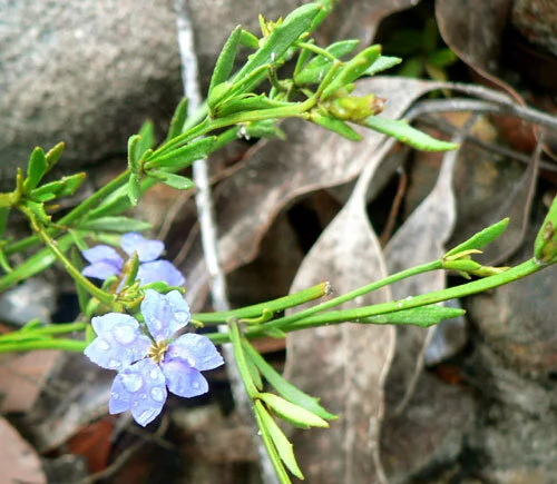 Dampiera_stricta_067.jpg