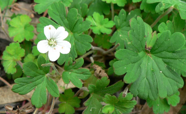 Geranium homeanum — Friends of Lane Cove NP