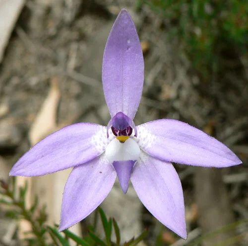 Glossodia_major_11.jpg