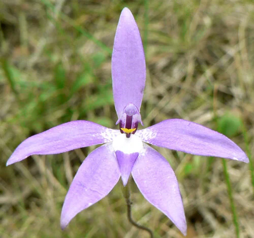 Glossodia_major_341.jpg