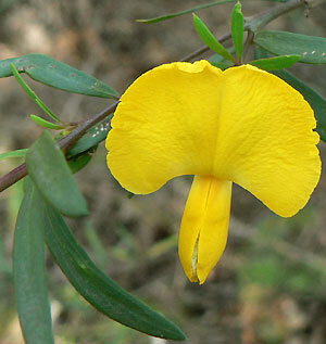 Gompholobium_latifolium_339.jpg