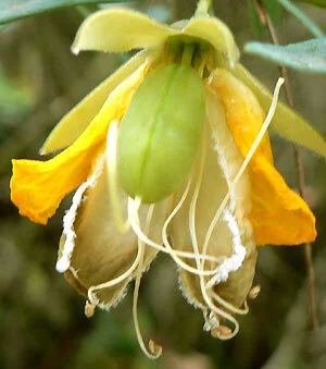 Gompholobium_latifolium_777.jpg