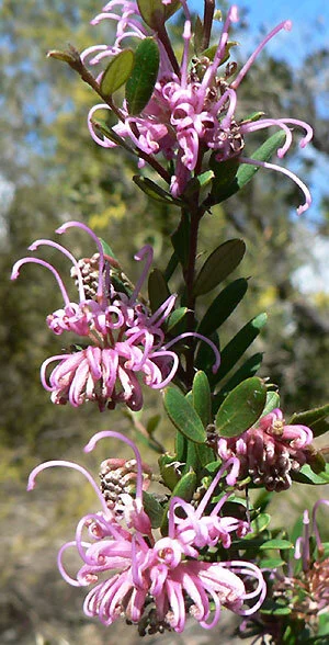 Grevillea_sericea_665.jpg