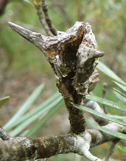 Lambertia_formosa_seed.jpg