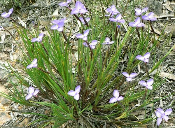 Patersonia_glabrata_1.jpg