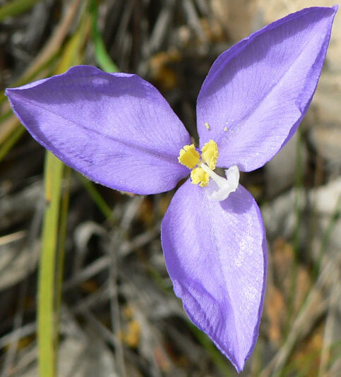 Patersonia_glabrata_3.jpg